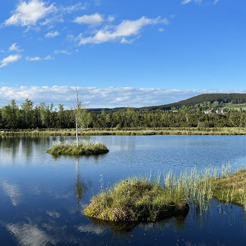 Proposal in nature Mialis