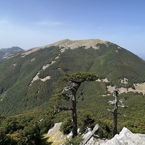 Proposal in nature Mialis
